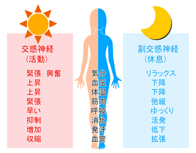 「交感神経」は活動、「副交感神経」は休息です。